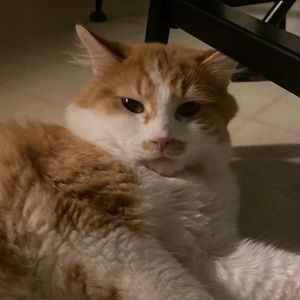 Meet your Posher, Emma